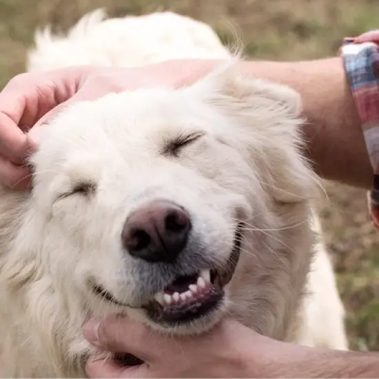 Greenies Blueberry Large Dental Dog Treats - 8ct - 12oz image {7}