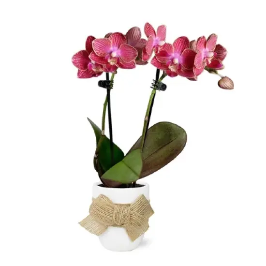 Green Circle Growers 2.5" Red Orchid Houseplant Ceramic Planter with Burlap Bow image {4}