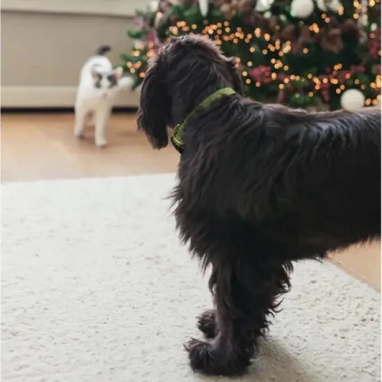 Up Country Candy Canes Dog Collars (XL (18-24&rdquo;); Wide 1&rdquo;) image {2}