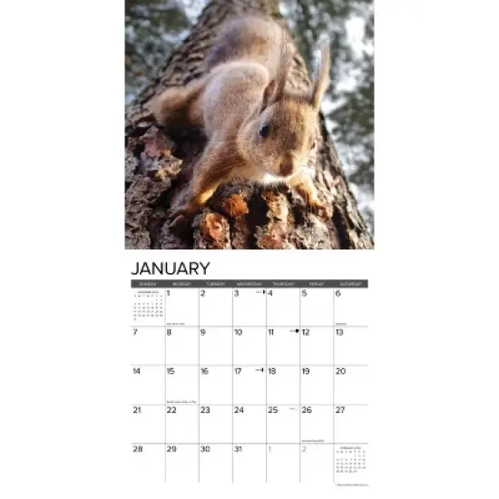 Willow Creek Press 2024 Wall Calendar 12"x12" Squirrels image {2}