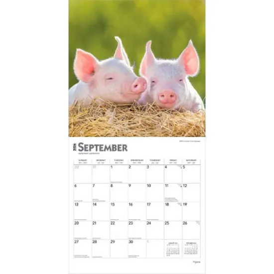 BrownTrout Piglets 2026 12"x24" Hanging Square Wall Calendar Plastic-Free image {3}