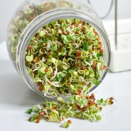 Tribest GEO Sprouting Jar System with Stainless Steel Rack and Ceramic Base Plate &ndash; Clear image {5}