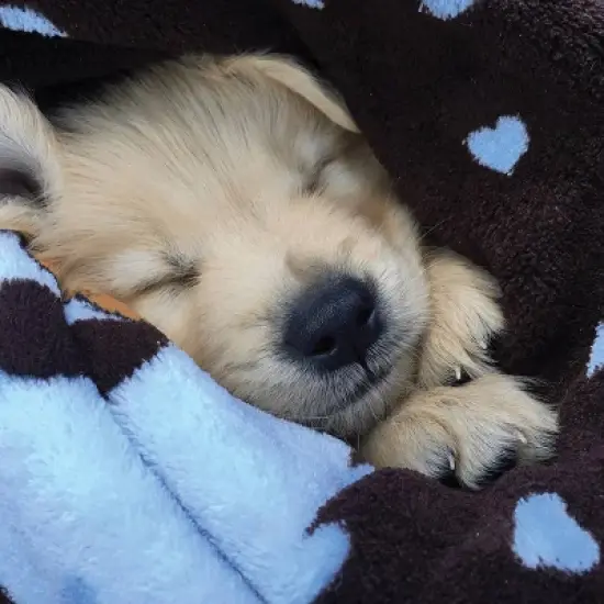 Snuggle Puppy Blanket for Pets - Blue image {2}