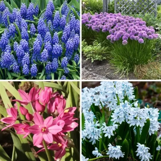 40pk Butterfly Garden Nature Friendly Collection Assorted Bulbs - National Plant Network image {2}