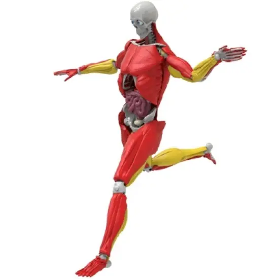 Science to the Max Interactive Human Body Kit image {3}