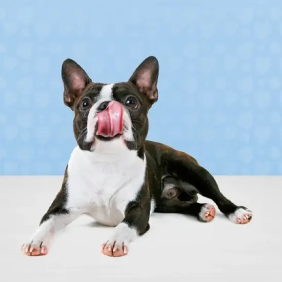 Blue Buffalo Blue Bits Natural Soft-Moist Training Dog Treats with Chicken Recipe image {3}