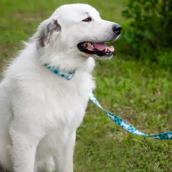 Country Brook Petz HossFit Jr Wide Premium Dog Collar - Dog's Life Collection (Oh My Dog, Extra Large) image {1}