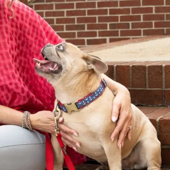 Country Brook Petz Signature Dog Collar Collection image {2}