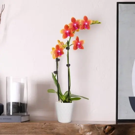 Live 3" Salmon Petite Orchid Houseplant with Moss in Evi Pot image {1}