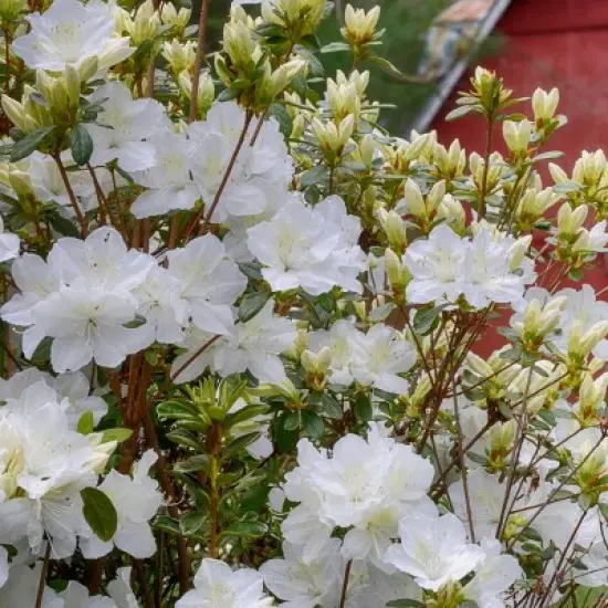 2.5qt Pleasant White Azalea Plant with White Blooms - National Plant Network: Ideal for Garden Beds & Hedges image {2}
