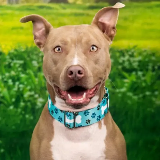 Country Brook Petz HossFit Jr Wide Martingale Dog Collar - Dog's Life Collection image {1}