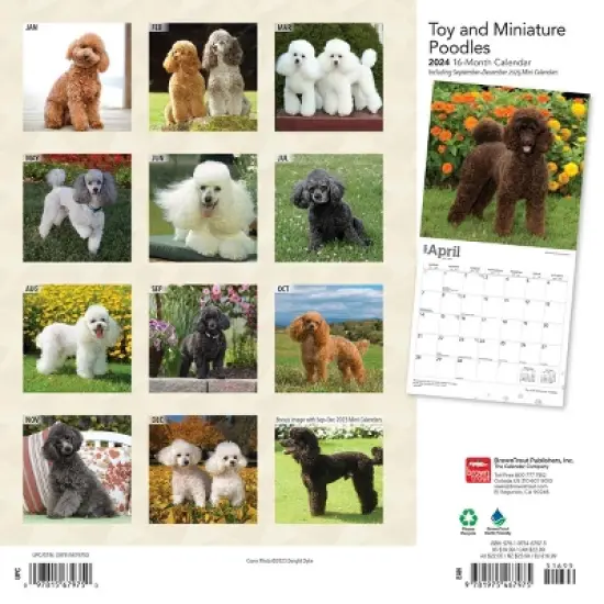 Browntrout 2024 Wall Calendar 12"x12" Toy and Miniature Poodles image {1}