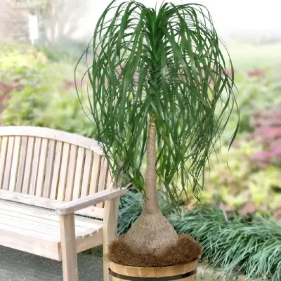 National Plant Network Live Indoor 6" Ponytail Palm Plant image {9}