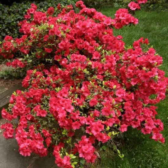 Azalea Midnite Flare 1pc - National Plant Network U.S.D.A Hardiness Zone 7-9: Sun/Shade Tolerant, Nursery Pot Included image {3}