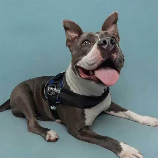 Joyride Harness Premium Advanced No Pull Dog Harness 2.0 image {10}