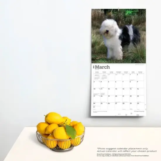 Browntrout 2024 Wall Calendar 12"x12" Old English Sheepdogs image {3}