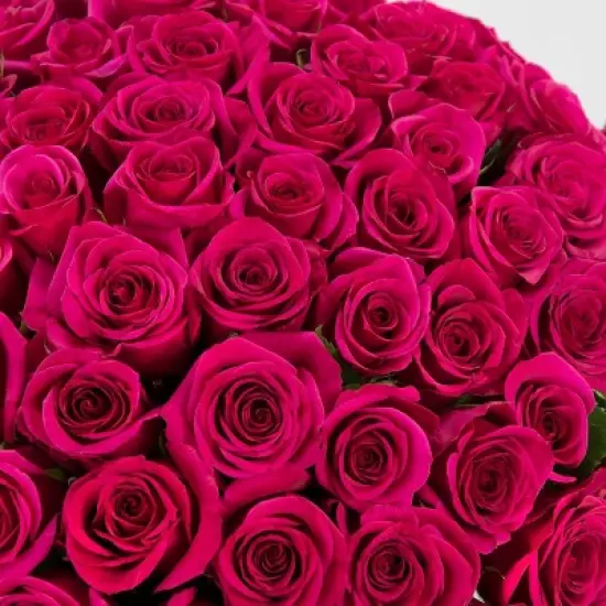 Fresh Cut 100-stem Hot Pink Rose Bouquet image {4}