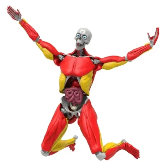 Science to the Max Interactive Human Body Kit image {7}