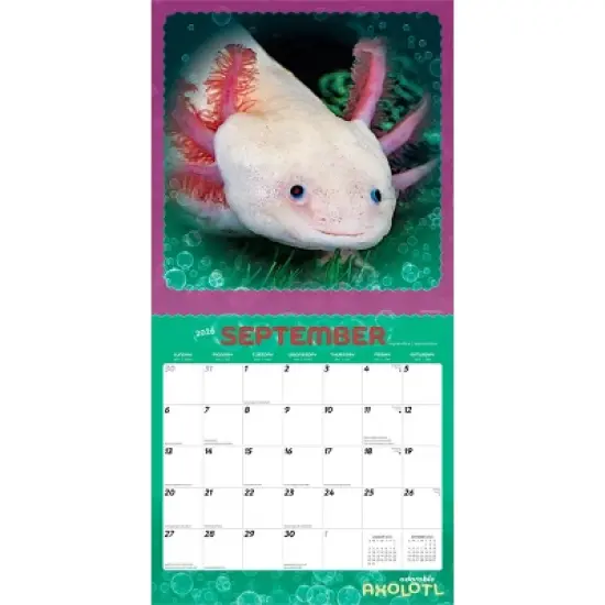 BrownTrout Adorable Axolotl 2026 12"x24" Hanging Square Wall Calendar Plastic-Free image {3}