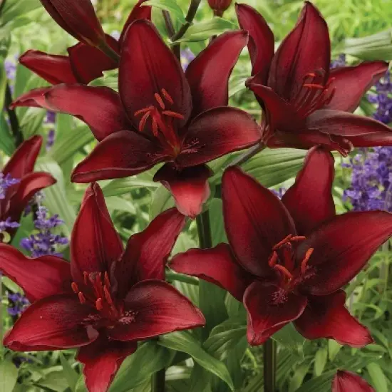 Van Zyverden 8ct Bulbs Lilies Black List image {4}