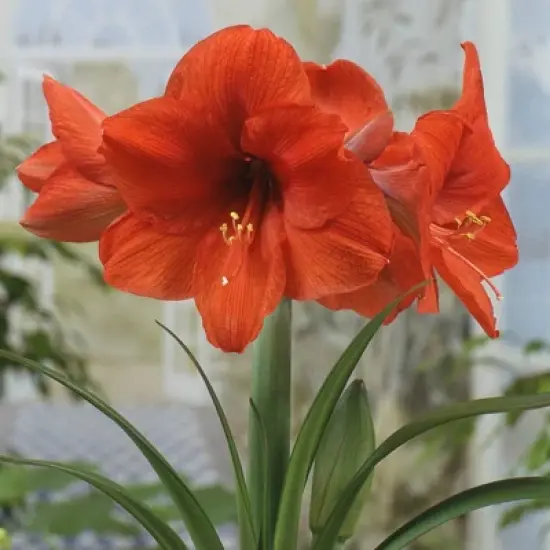 Van Zyverden Amaryllis Orange Sovereign Flower Bulb image {2}