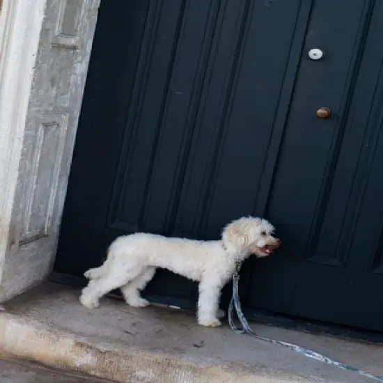 Country Brook Petz 1 1/2 Inch Mountain Viper Camo Martingale Dog Collar image {2}