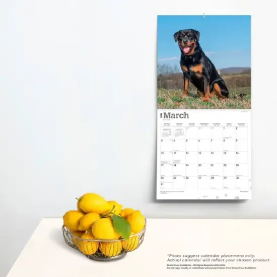 Browntrout 2024 Wall Calendar 12"x12" Rottweilers image {3}