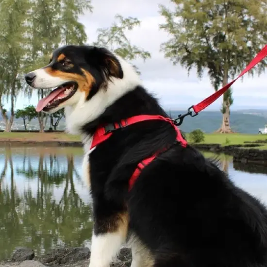 Voyager Step-In Lock Adjustable Dog & Cat Harness and 5ft Leash Combo image {4}