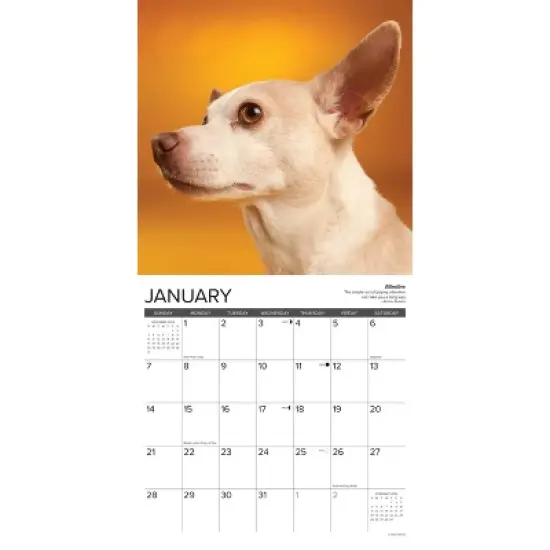 Willow Creek Press 2024 Wall Calendar 12"x12" Chihuahua Rules image {2}