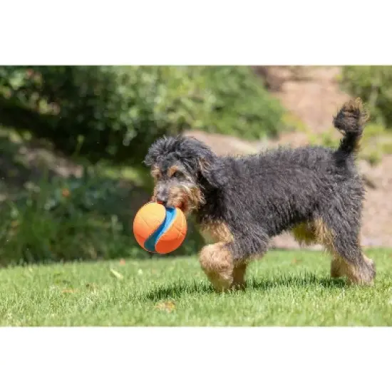 Chuckit! Kick Fetch Dog Ball Toy image {5}