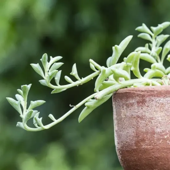 3pc Dolphin Plant - National Plant Network image {1}