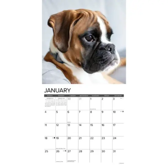 Willow Creek Press 2026 Boxer Puppies Wall Calendar image {2}