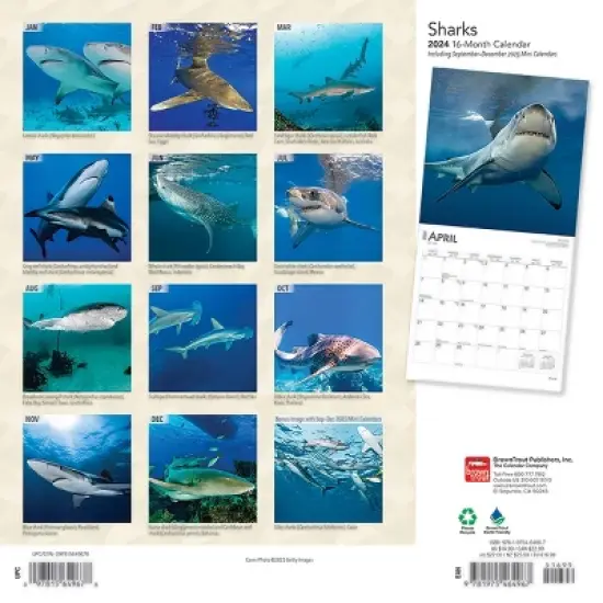 Browntrout 2024 Wall Calendar 12"x12" Sharks image {1}