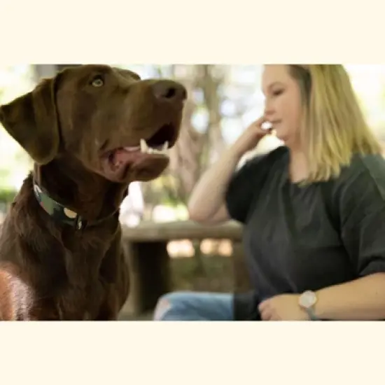 Country Brook Petz Premium Woodland Camo HD Dog Collar image {6}