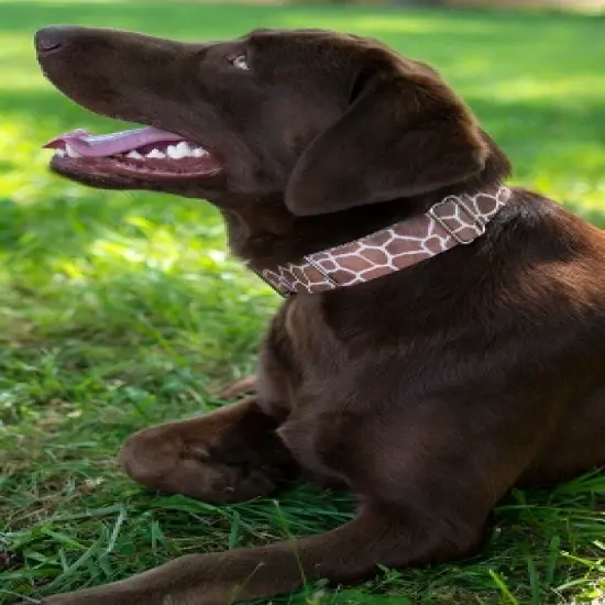 Country Brook Petz Giraffe Martingale Dog Collar image {1}