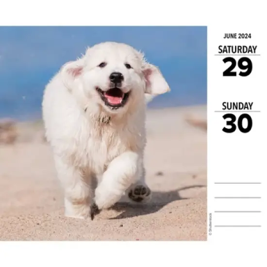 Willow Creek Press 2024 Daily Desk Calendar 5.2"x6.2" Goldens image {2}