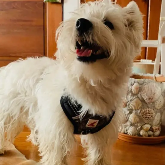 Doggy Tales Realtree 2X Sport Harness Edge image {2}