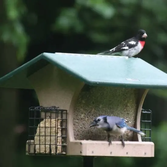Birds Choice Medium Hopper & Suet Cages Novelty Bird Feeder 10" Taupe & Green: Recycled Plastic, Weather-UV Resistant image {7}