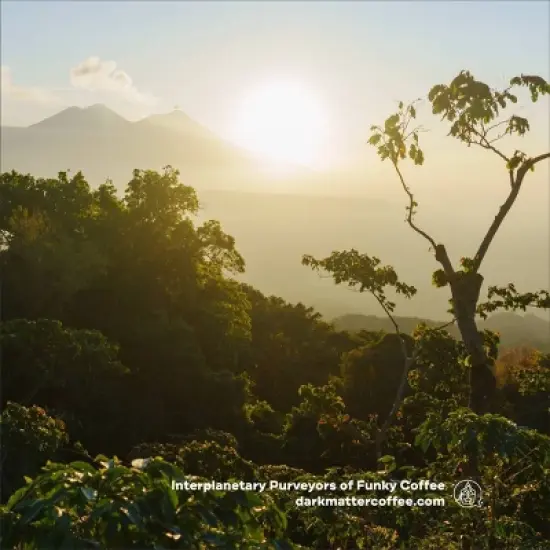 Dark Matter Coffee Unicorn Blood Espresso Blend - 12oz image {4}