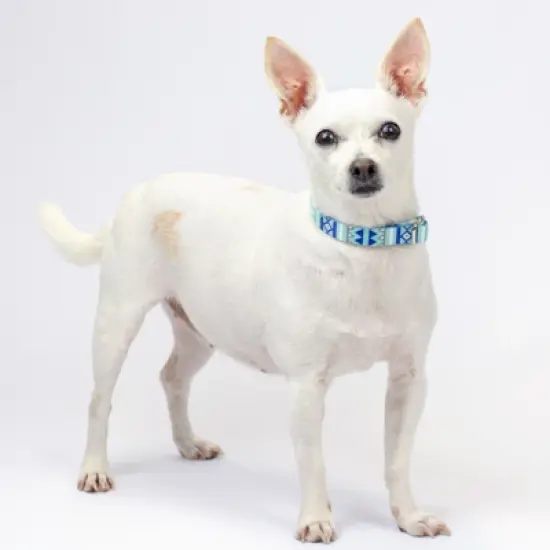 Country Brook Petz Snowy Pines Martingale Dog Collar and Leash image {1}