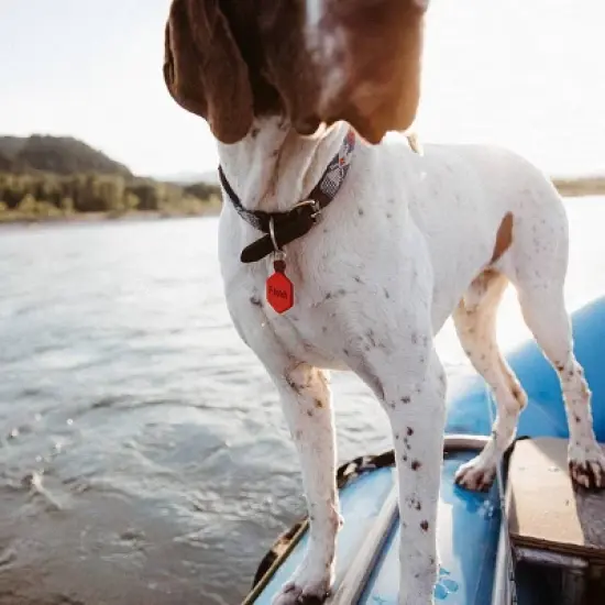 Lifekey Fetch Smart Pet Tag image {3}