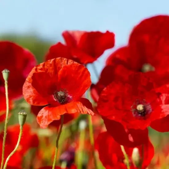 L'Erbolario Sweet Poppy Body Cream - Body Cream for Dry Skin - 6.7 oz image {2}