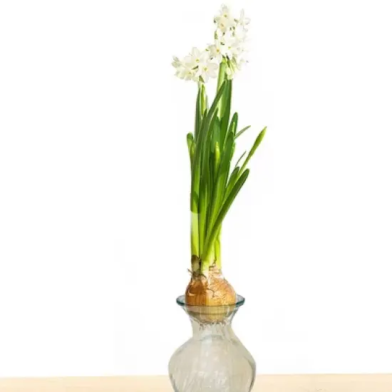 Van Zyverden Narcissus White Flower Bulb with Clear Artisan Glass image {3}