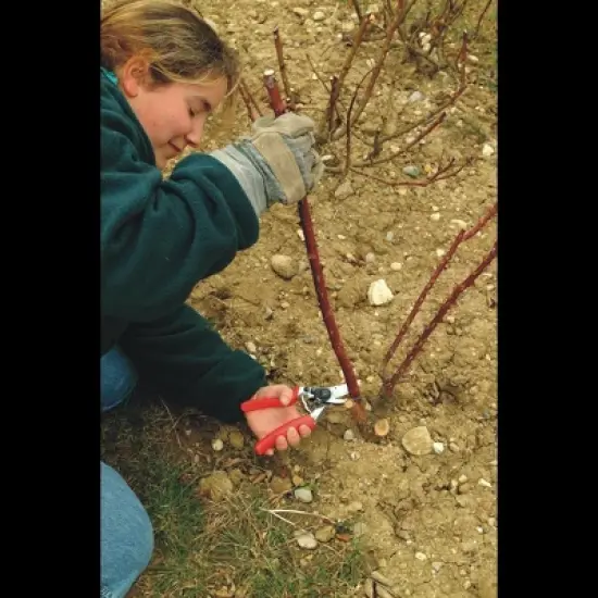 FELCO 10, Ergonomic Rotative Handle Forged Aluminum Hand Pruner, Large Left Hand, Swiss Made image {2}