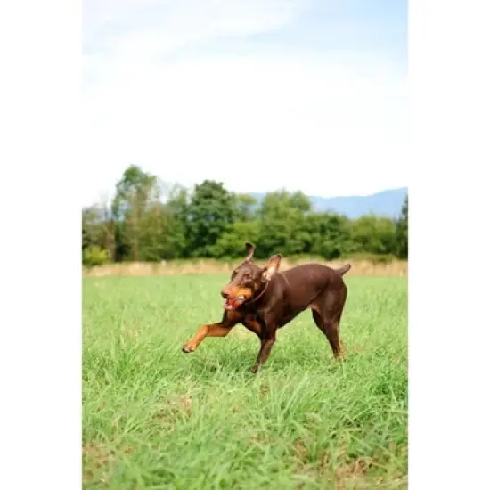 Chuckit! Ultra Ball 2pk - Orange/Blue - M image {3}