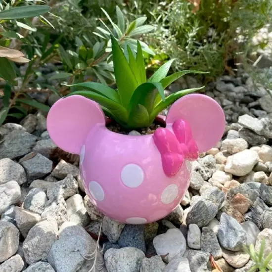 Disney 2pc Indoor/Outdoor Ceramic Mickey and Minnie Mouse Icon Succulent Set Pink/White image {8}