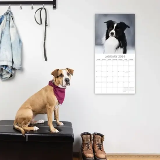 2026 Square Wall Calendar, Border Collies, 16-Month Paw Prints Theme with 180 Reminder Stickers (12x12 In) image {1}