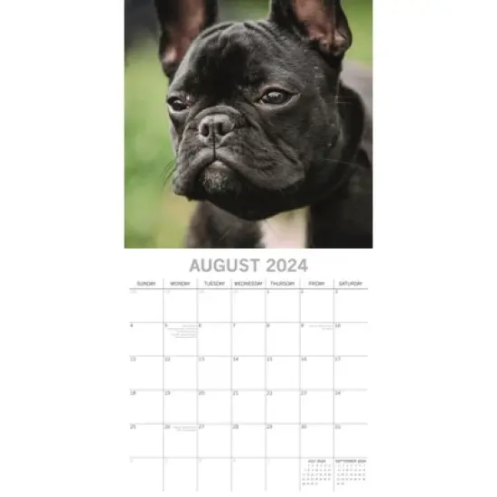 The Gifted Stationery 2024 Square Wall Calendar, French Bulldogs, 16-Month Paw Prints Theme with 180 Reminder Stickers (12 x 12 In) image {2}