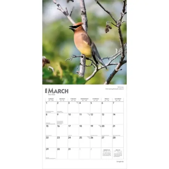 BrownTrout Songbirds 2026 12"x24" Hanging Square Wall Calendar Plastic-Free image {2}