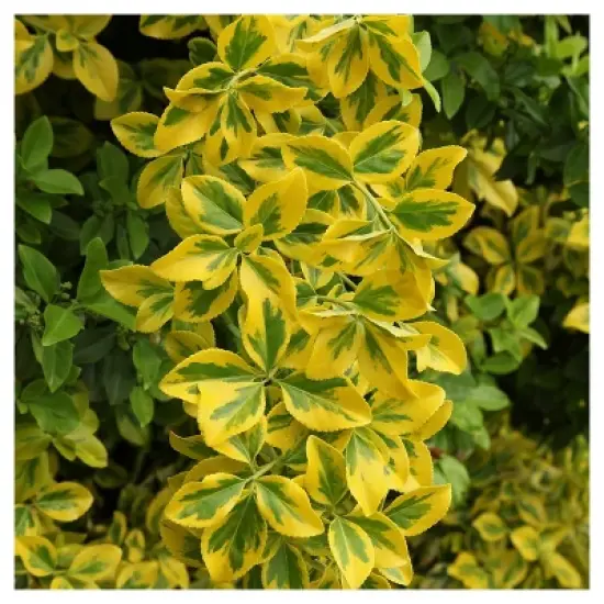 Euonymus 'Golden' 1pc in 2.5 Quart Container - National Plant Network - U.S.D.A. Hardiness Zones 6 - 9 image {1}